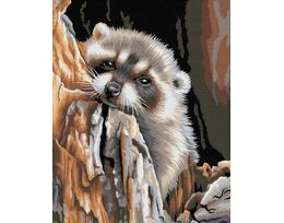 A sweet raccoon
