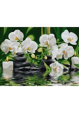 Orchids in the calm water 30x40cm