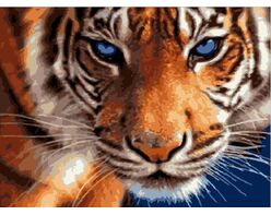 A look of blue eyes