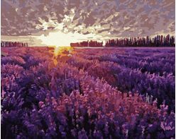 Sunset over the lavender field