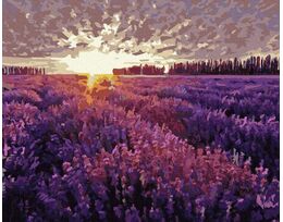 Sunset over the lavender field 40x50cm