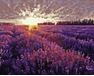 Sunset over the lavender field paint by numbers
