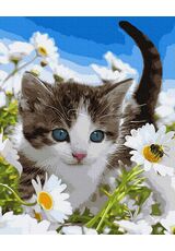 Kitten in the field of camomiles