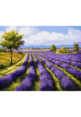 Lavender field 50x65cm