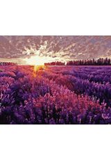 Sunset over the lavender field 50x65cm