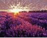 Sunset over the lavender field 50x65cm paint by numbers