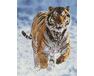 Tiger in motion diamond painting