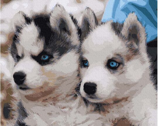 Cute husky paint by numbers