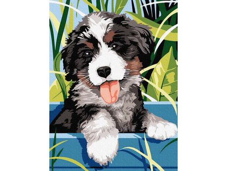 Bernese Mountain Puppy paint by numbers