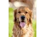 Happy labrador retriever paint by numbers