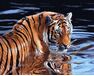 Tiger and water paint by numbers