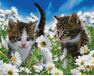 Kittens on a camomile field diamond painting