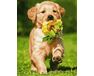 Dog with a flower paint by numbers