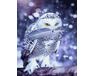 Snow owl paint by numbers
