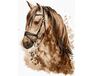 Beautiful horse 30x40cm paint by numbers