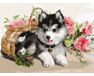 Husky Puppy paint by numbers