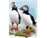 Colorful Puffins from Iceland paint by numbers