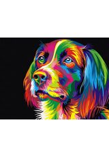Colorful grace of the dog