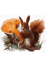 Preventive Squirrel 40x50cm