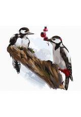 Great spotted woodpecker 40x50cm