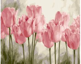 Pink tulips