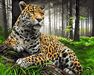 The majestic jaguar paint by numbers