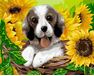 Doggy in sunflowers paint by numbers