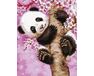 Sweet Panda 40x50 cm paint by numbers