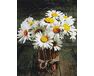 Camomiles from the meadow diamond painting