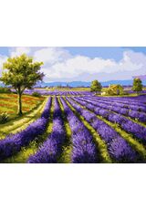 Lavender field 40cm*50cm (no frame)