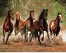 Horse gallop 40cm*50cm (no frame) paint by numbers