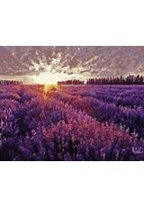 Sunset over the lavender field 40cm*50cm (no frame)