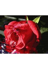 A delicate rose bud 40cm*50cm (no frame)