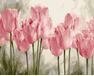 Pink tulips 40cm*50cm (no frame) paint by numbers