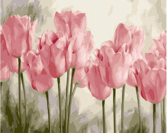 Pink tulips 50x65cm paint by numbers