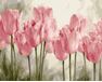 Pink tulips 50x65cm paint by numbers